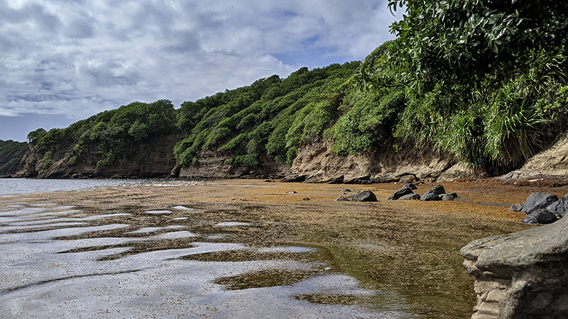 Sargassum in Grenada